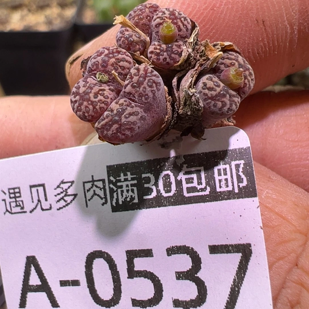 多肉植物1111111111111