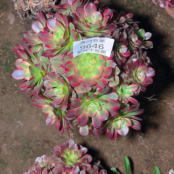 9646安娜多肉植物
