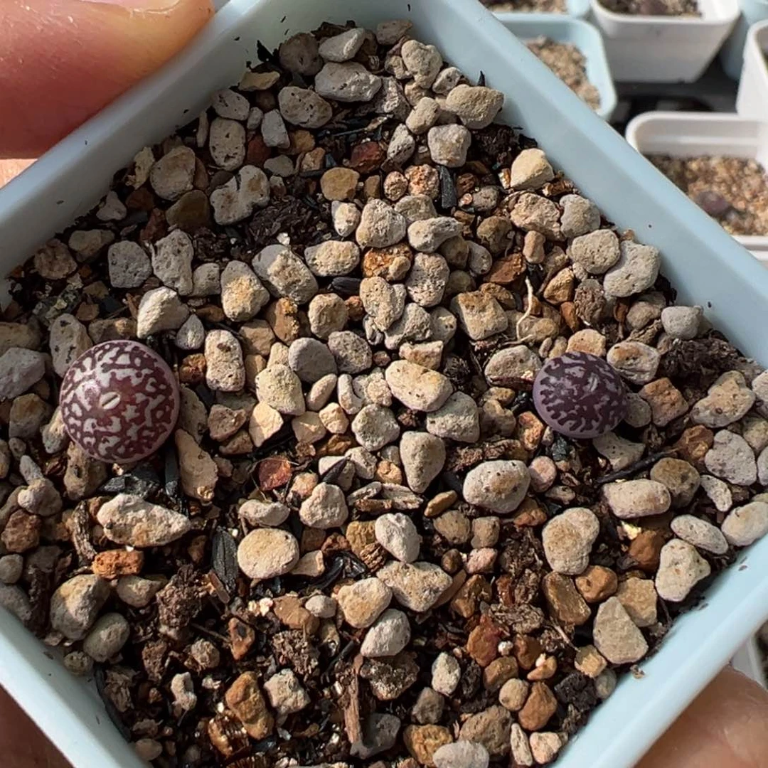 球体流水 多肉植物