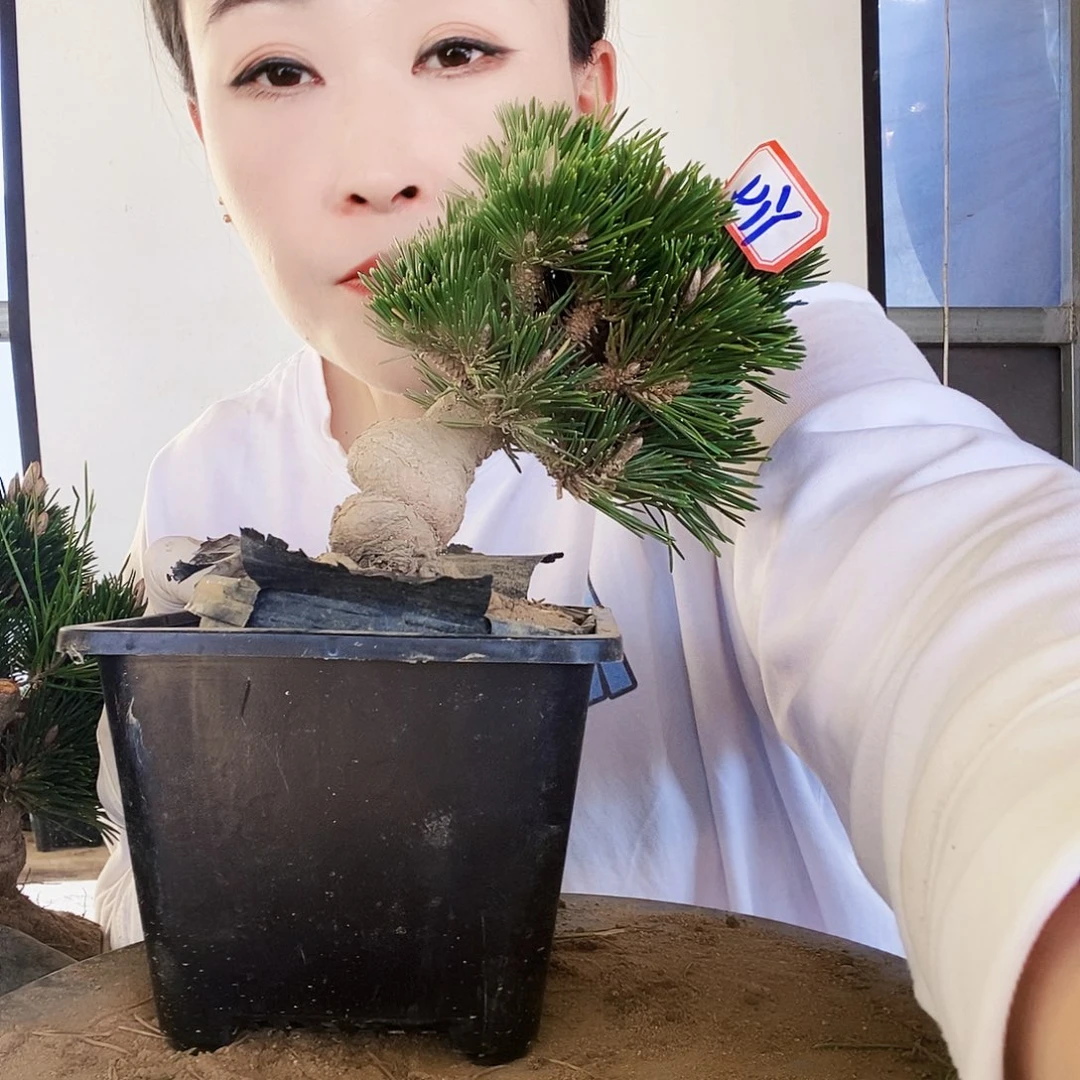 无花朵植物形态多年生草本