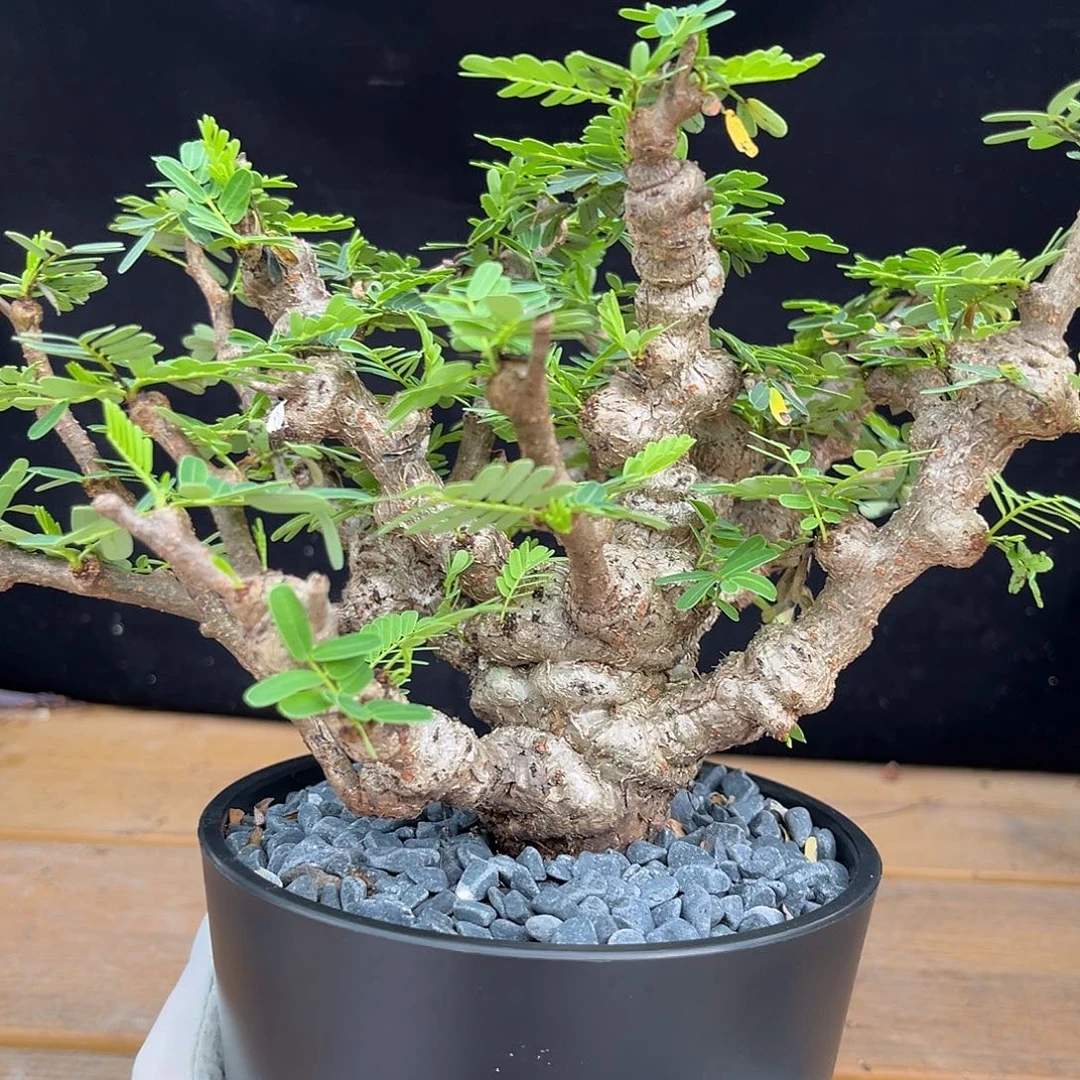 潮流植物沙漠苏木