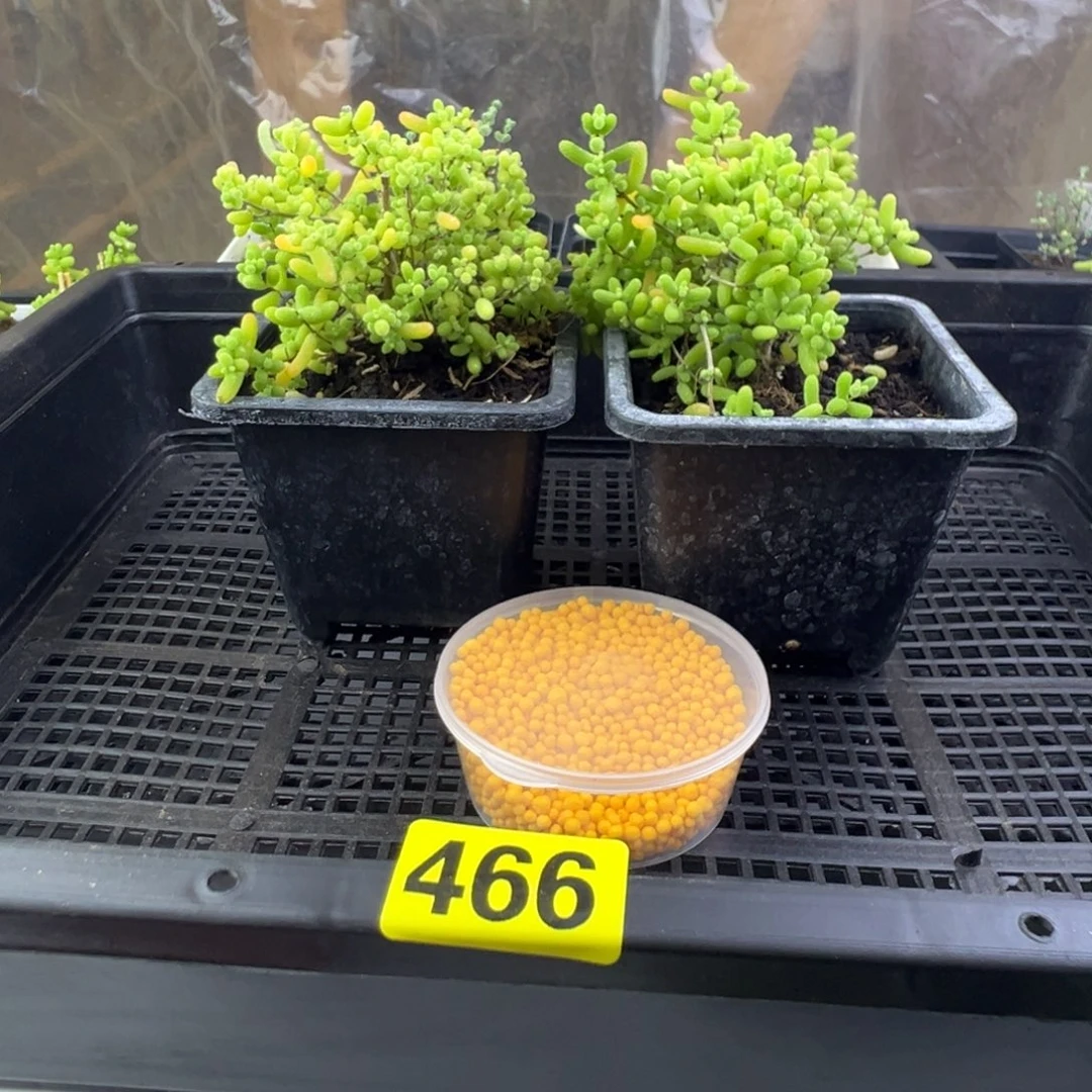 枝干番杏多肉植物466