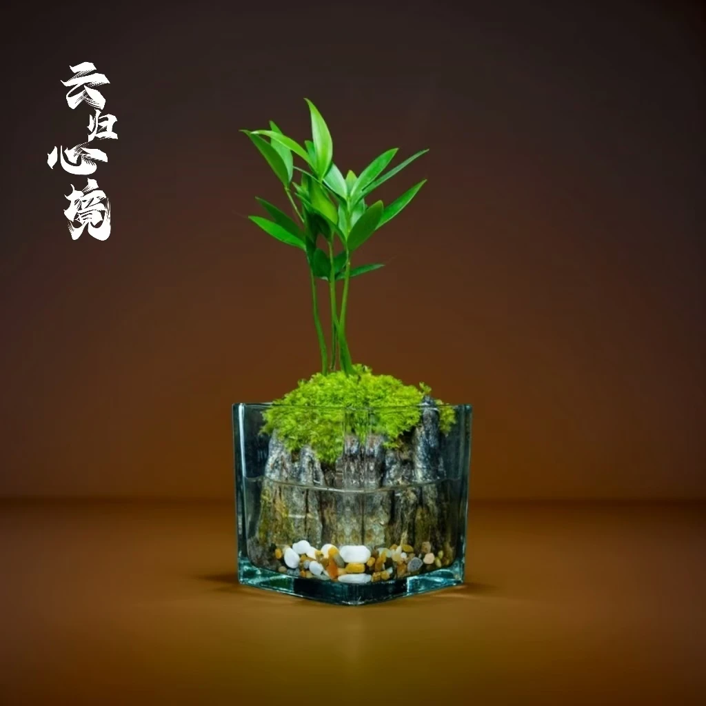 【云归】竹柏—尺寸10*10cm真石头真树绿植景观