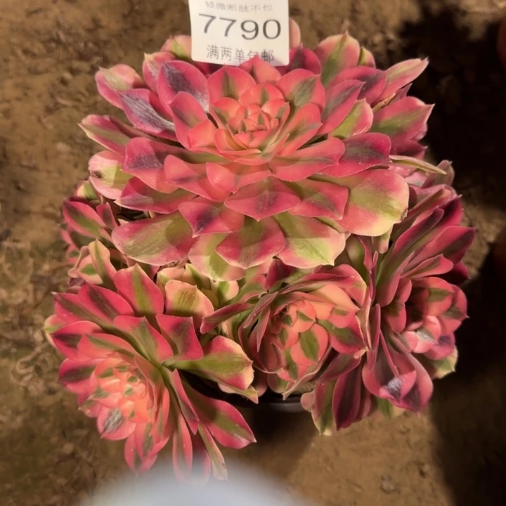 7790女巫多肉植物