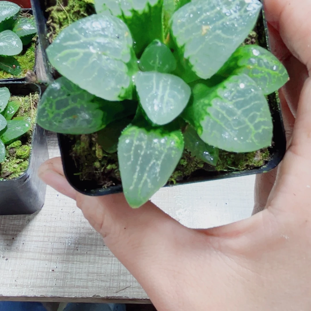 乱舞康平多肉植物66666