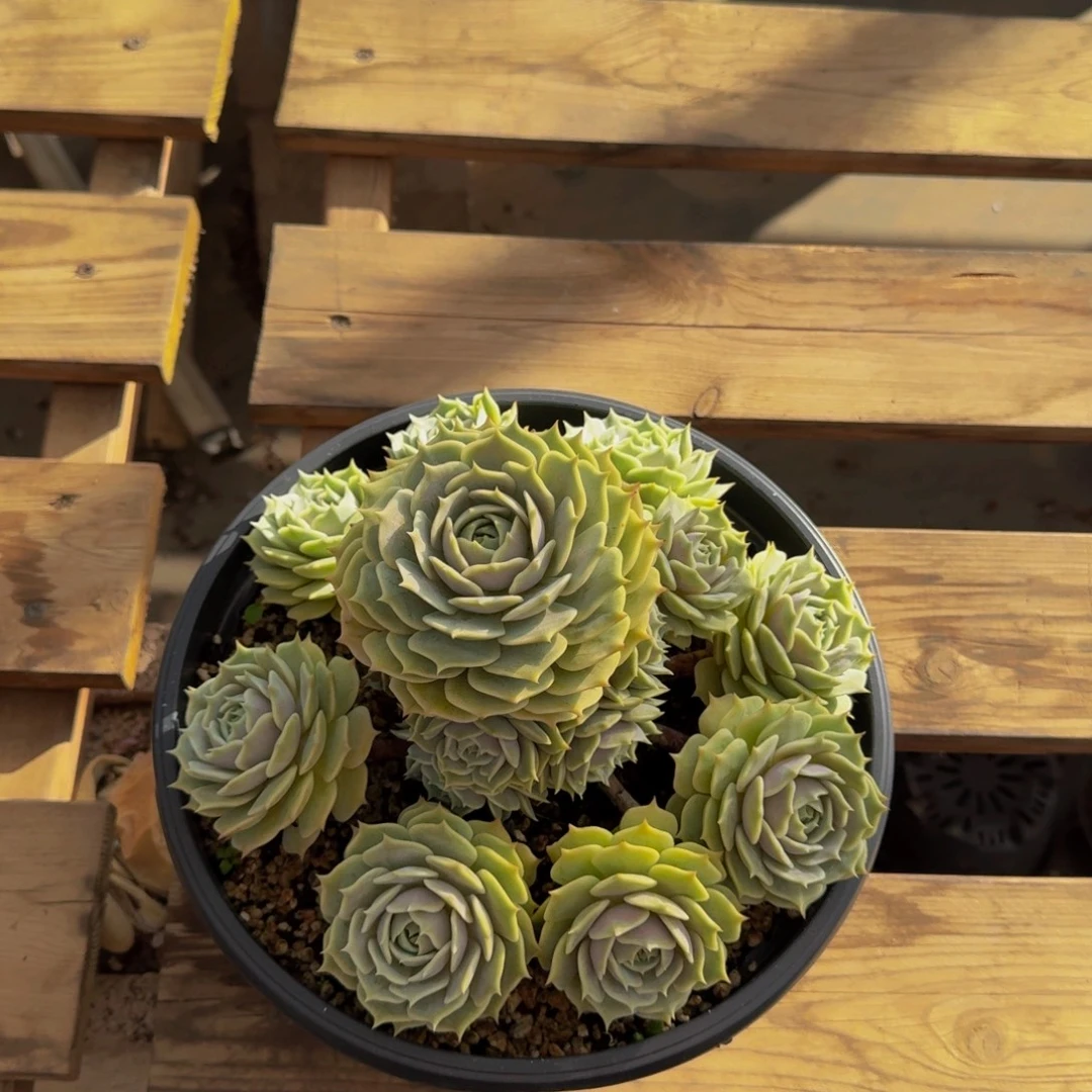 D***a露娜莲福利不包损