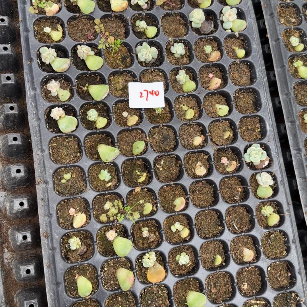 2740 一半托满20包邮