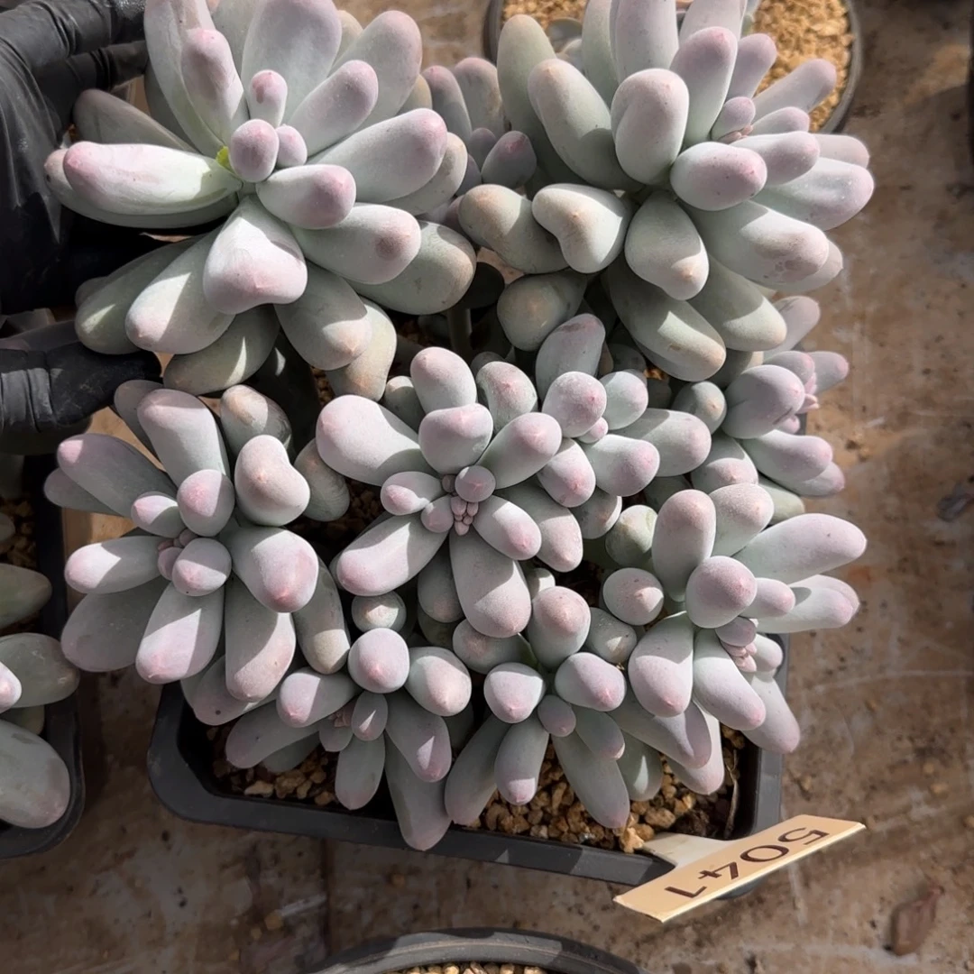 小***卿5047。        米可奶多肉