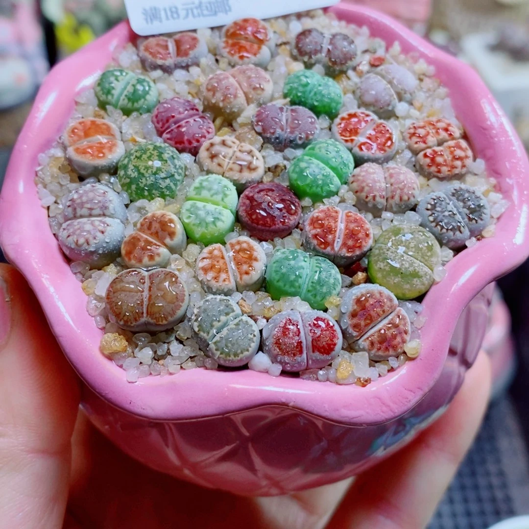 生石花花花哈哈哈哈哈哈492
