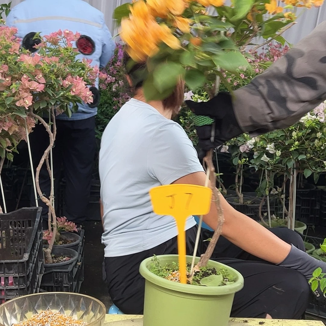 辣***汇当前无花栽培后可以开花J7金色光辉