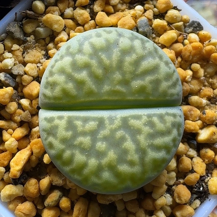 生石花11111112。  171