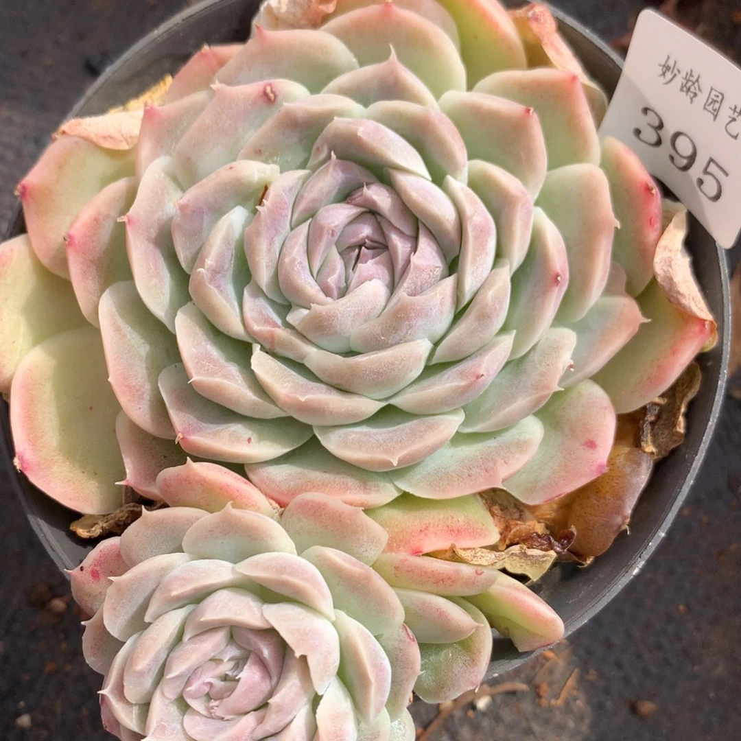 395新年快乐发发发