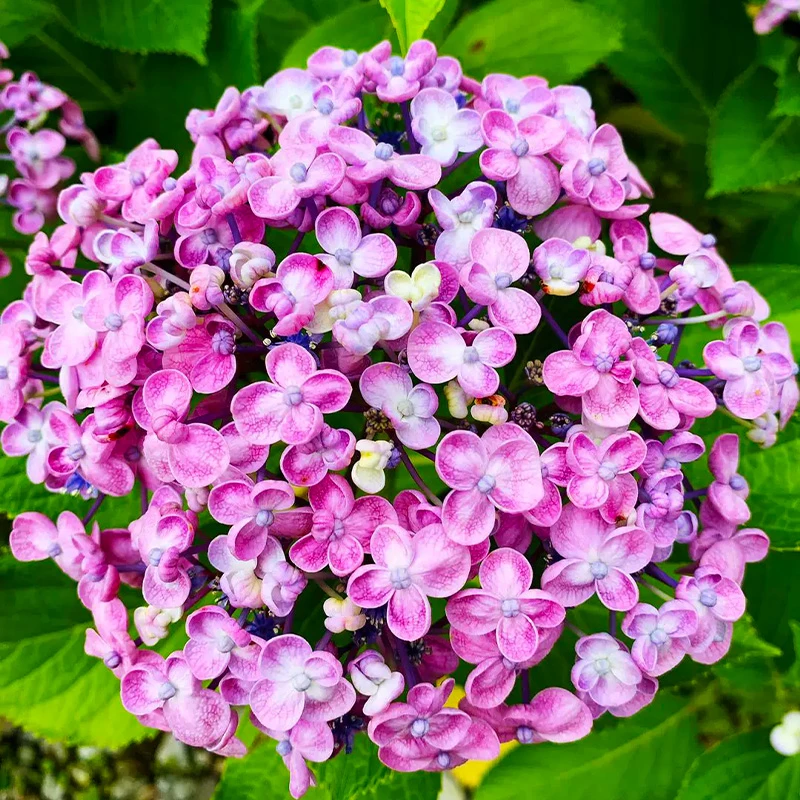 艾莎 2.5加仑 露天老桩大苗 大花带花苞阳台庭院四季开花好养