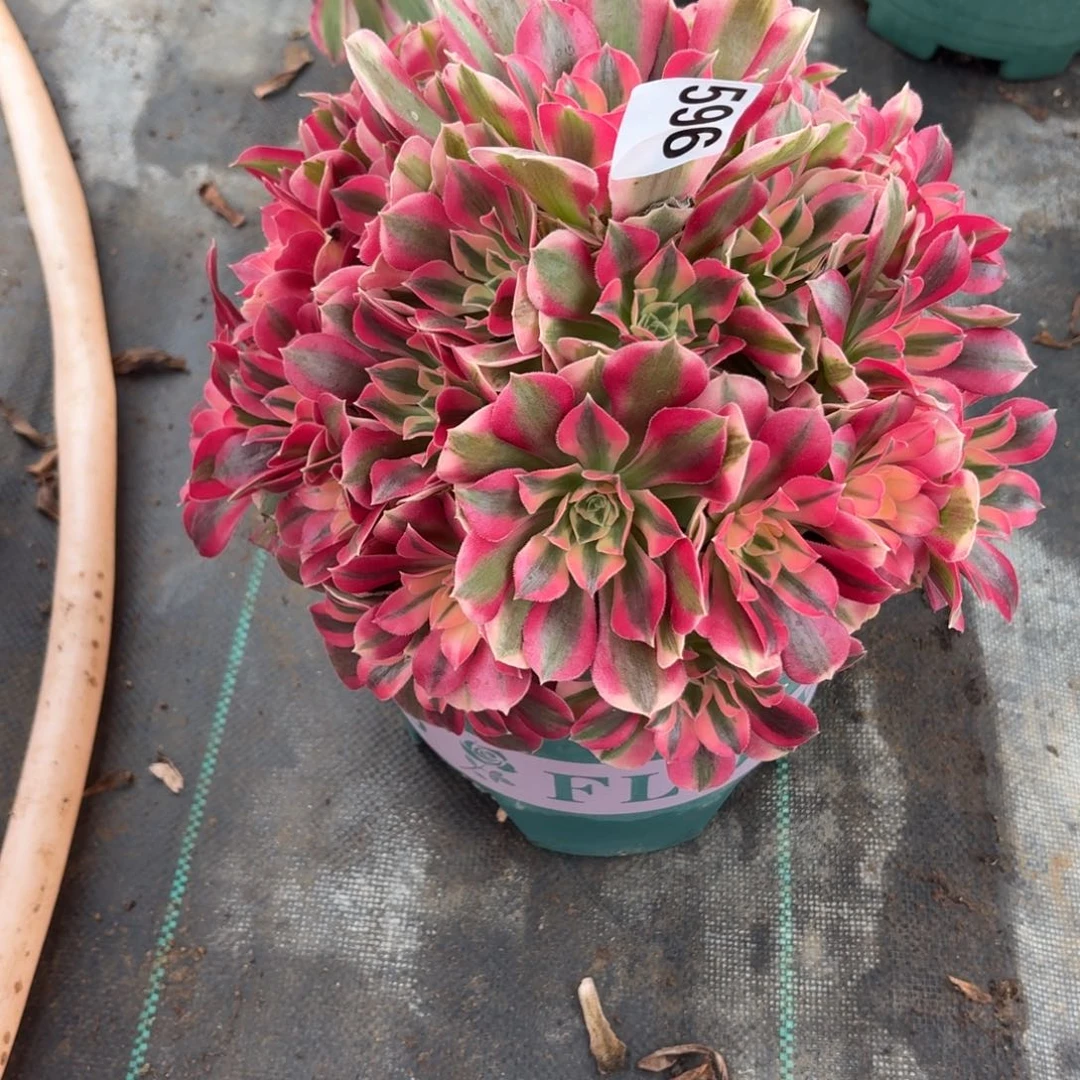 596，粉女巫多肉植物夏波福利