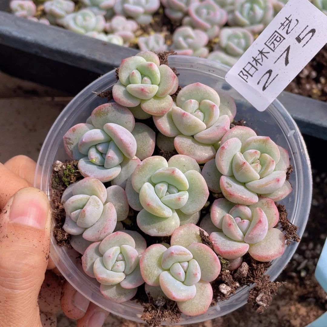 多肉植物多肉植物275