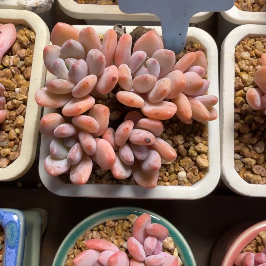 珍舞奶酪22222222222