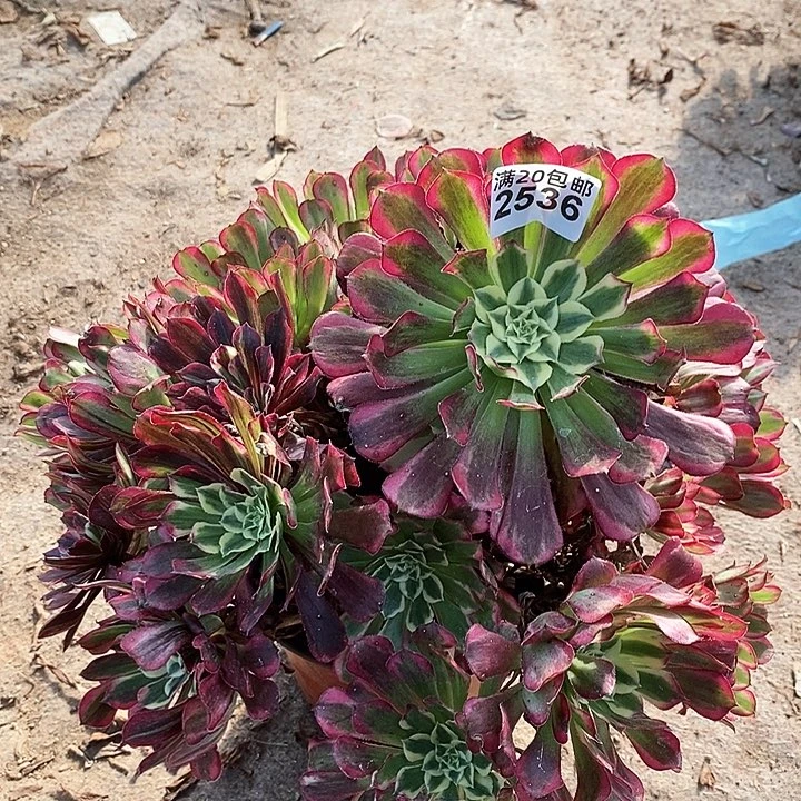 2536 一颗同花顺法师