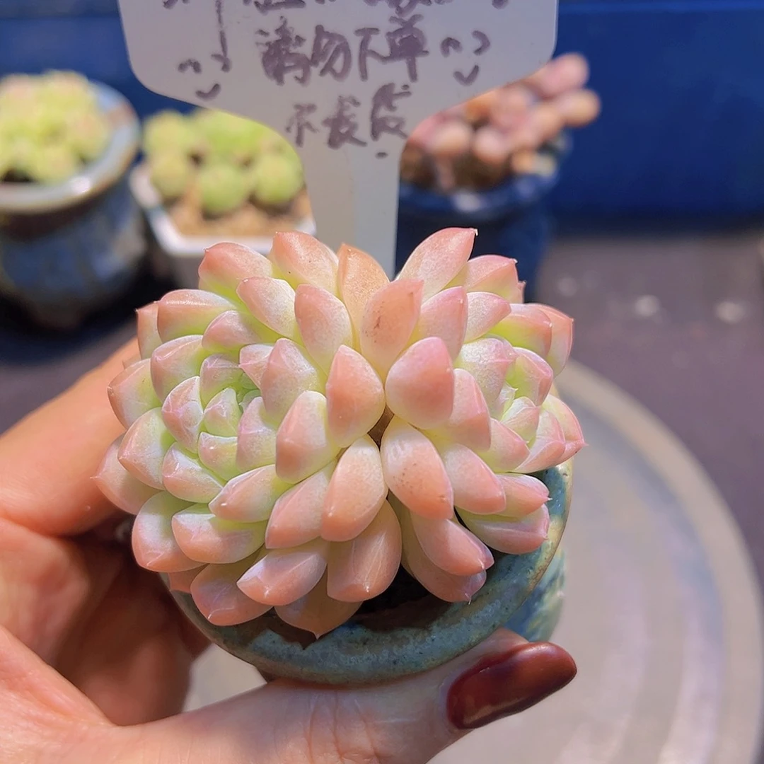 奶油玫瑰，脱土发货，