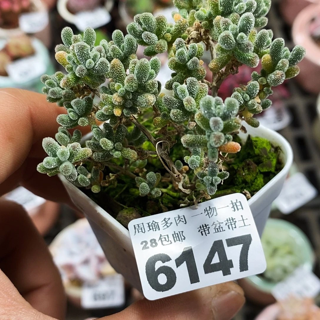 精控多肉植物6147