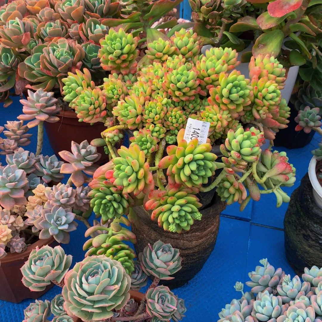 不****月1403香格里拉多肉