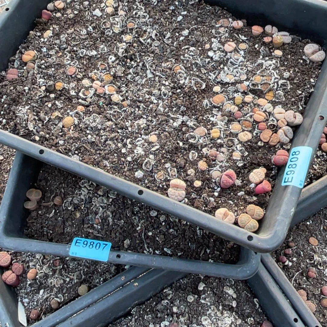 无***谓9807，9808两筐不售后