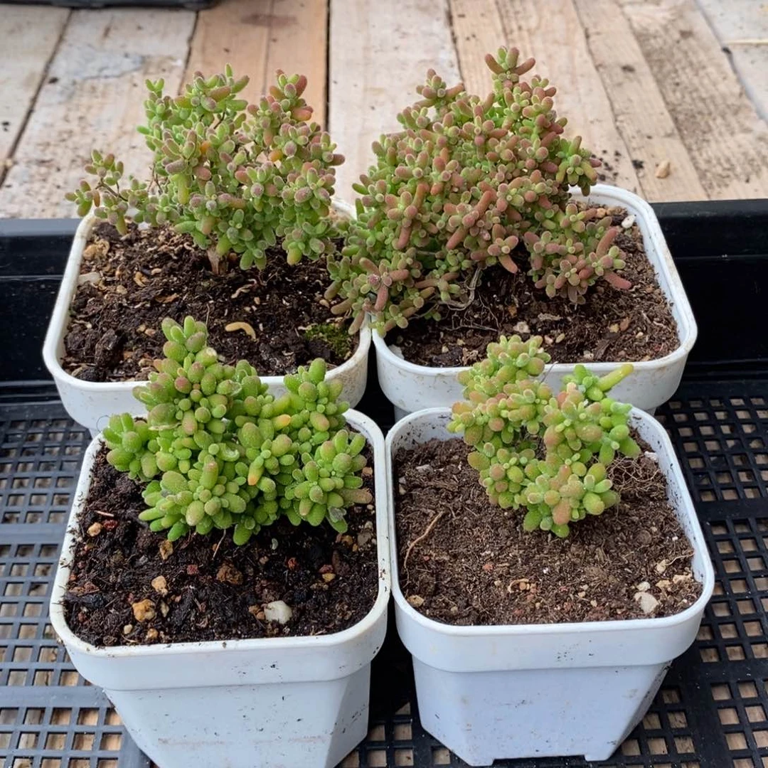 枝干番杏多肉植物233