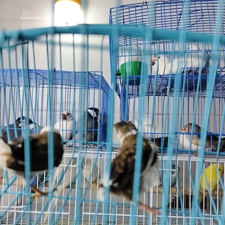 文鸟保姆鸟两只+一对特价灰珍珠