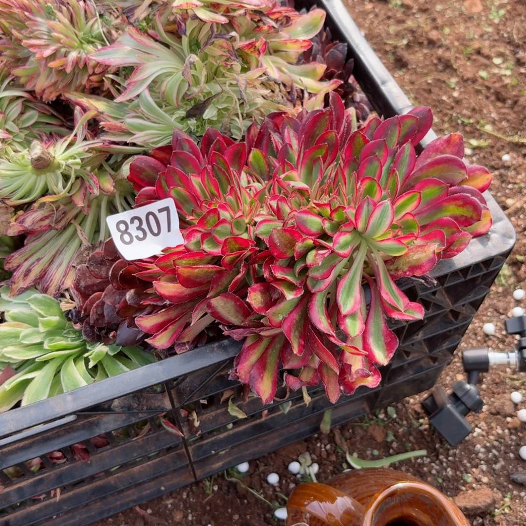 我8307 号多肉法师新年特价没有根