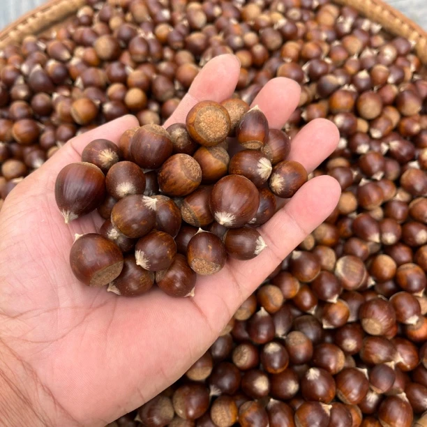 【锥栗】野生锥栗板栗贵州山货农特产一物一拍白菜等1斤/件起