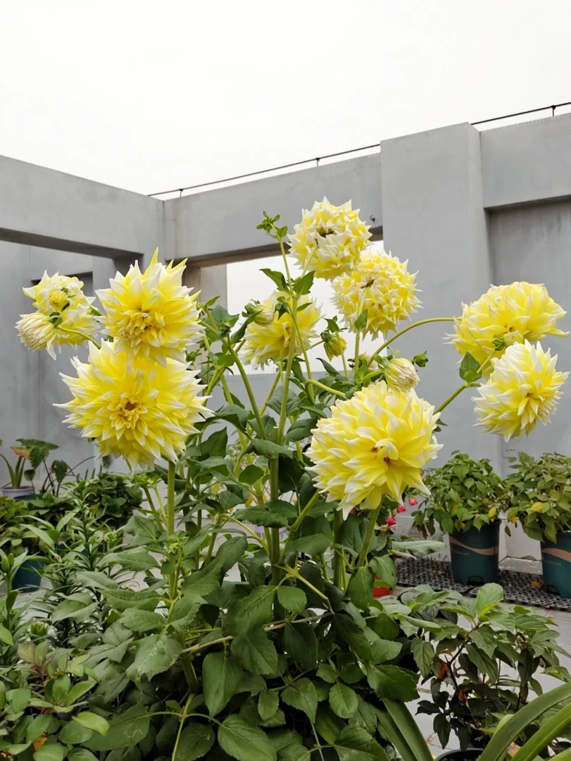 （大奖赛）进口大丽花种球多年生