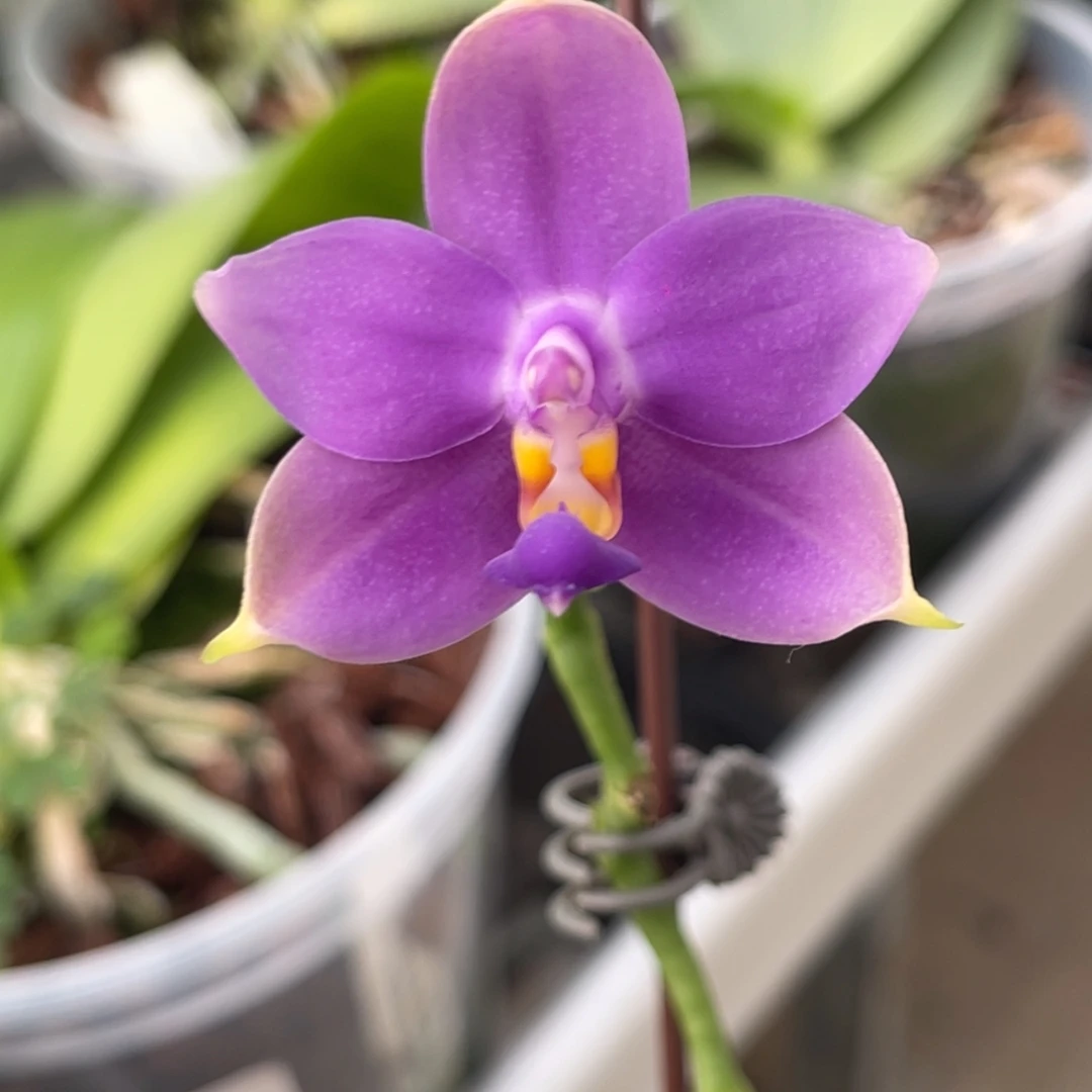 完全开放源狗-861