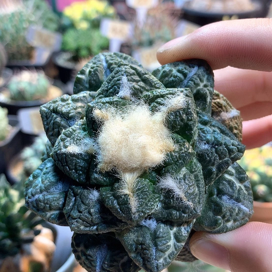 龟甲牡丹苗接没根