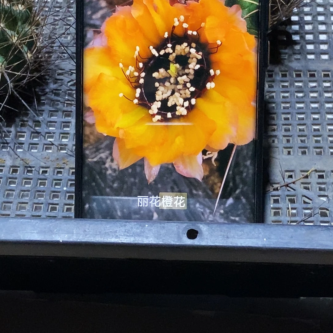 丽 橙花黑喉/侧芽歪20包邮/5公分