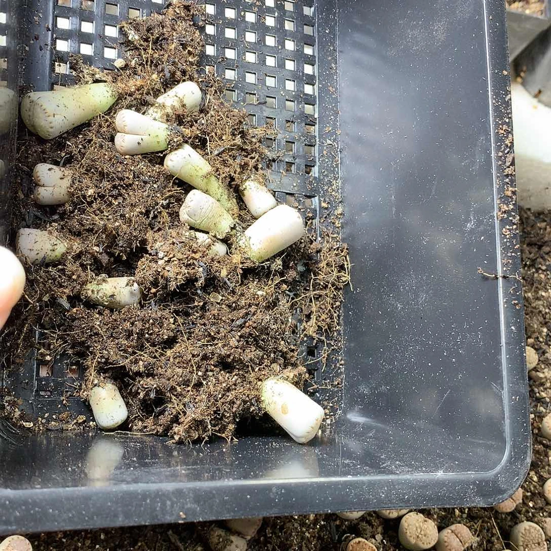?****了H282多肉植物保护研究所