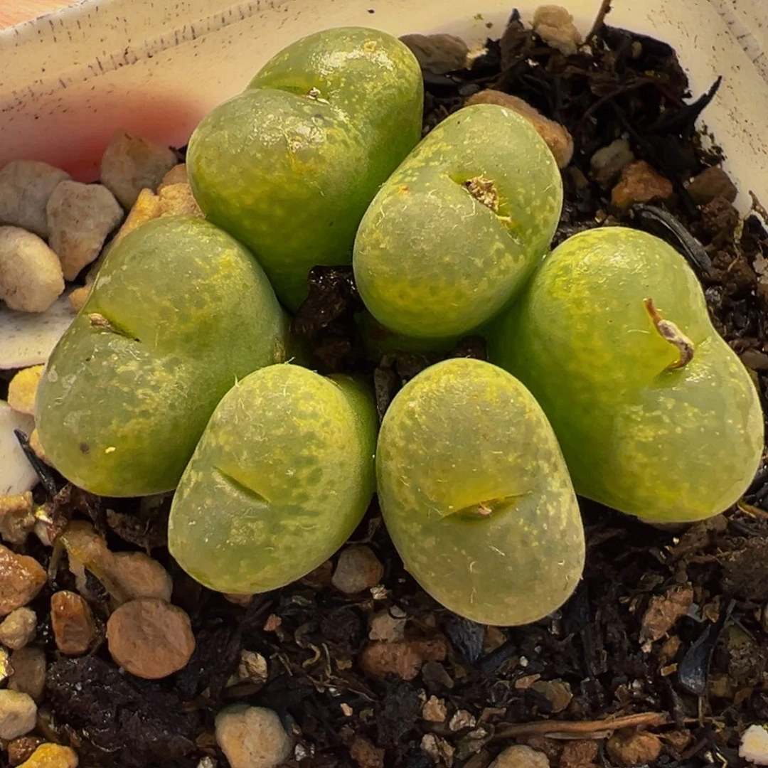 662多肉植物种类多样