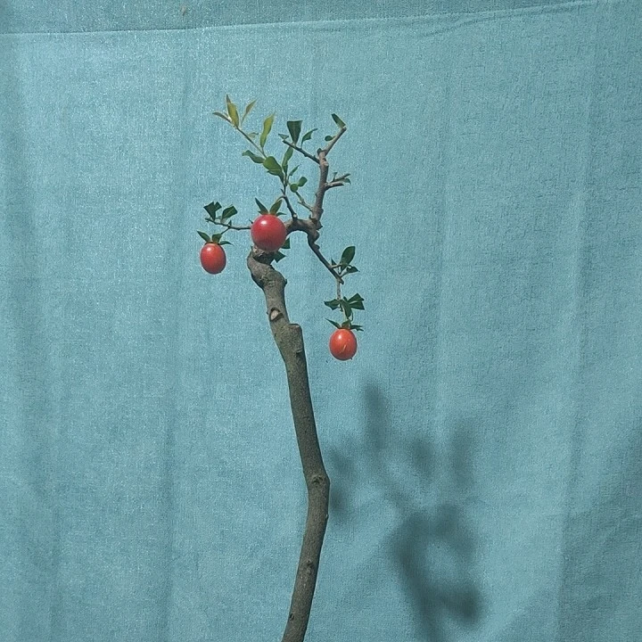 各种金弹子精品盆景桩