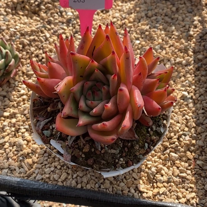 东云263号直播福利多多