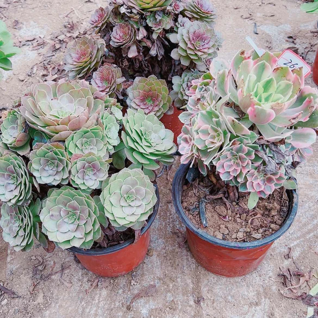 【闪购商品】无花朵紫*26号套餐3颗多肉植物无售后