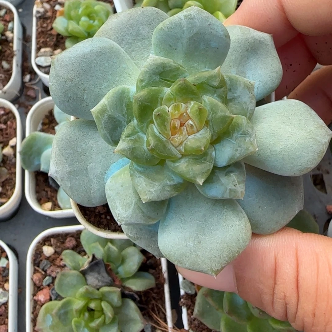 小卡拉米糖心一物一拍