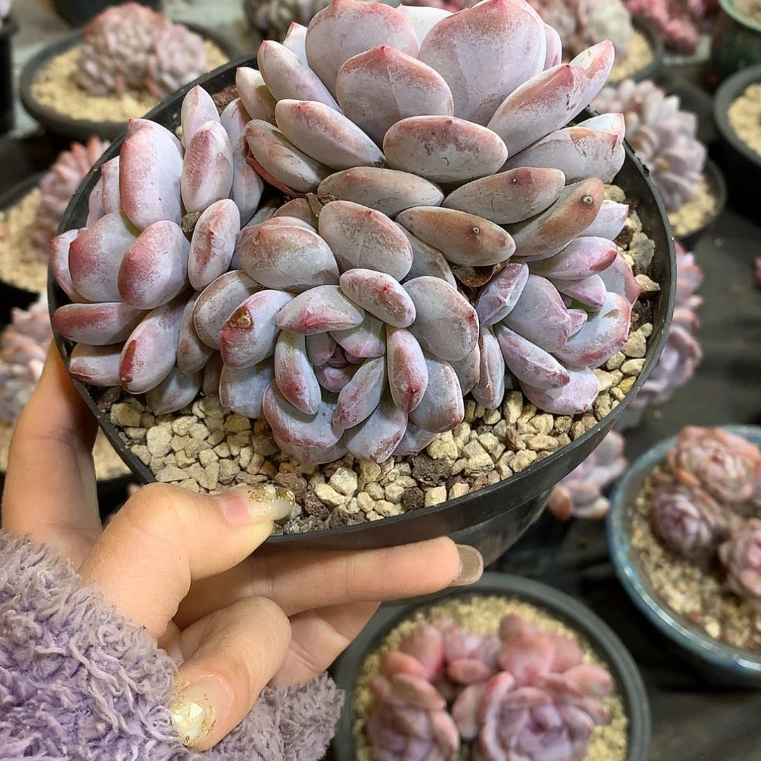 哈哈哈哈哈哈哈石榴籽