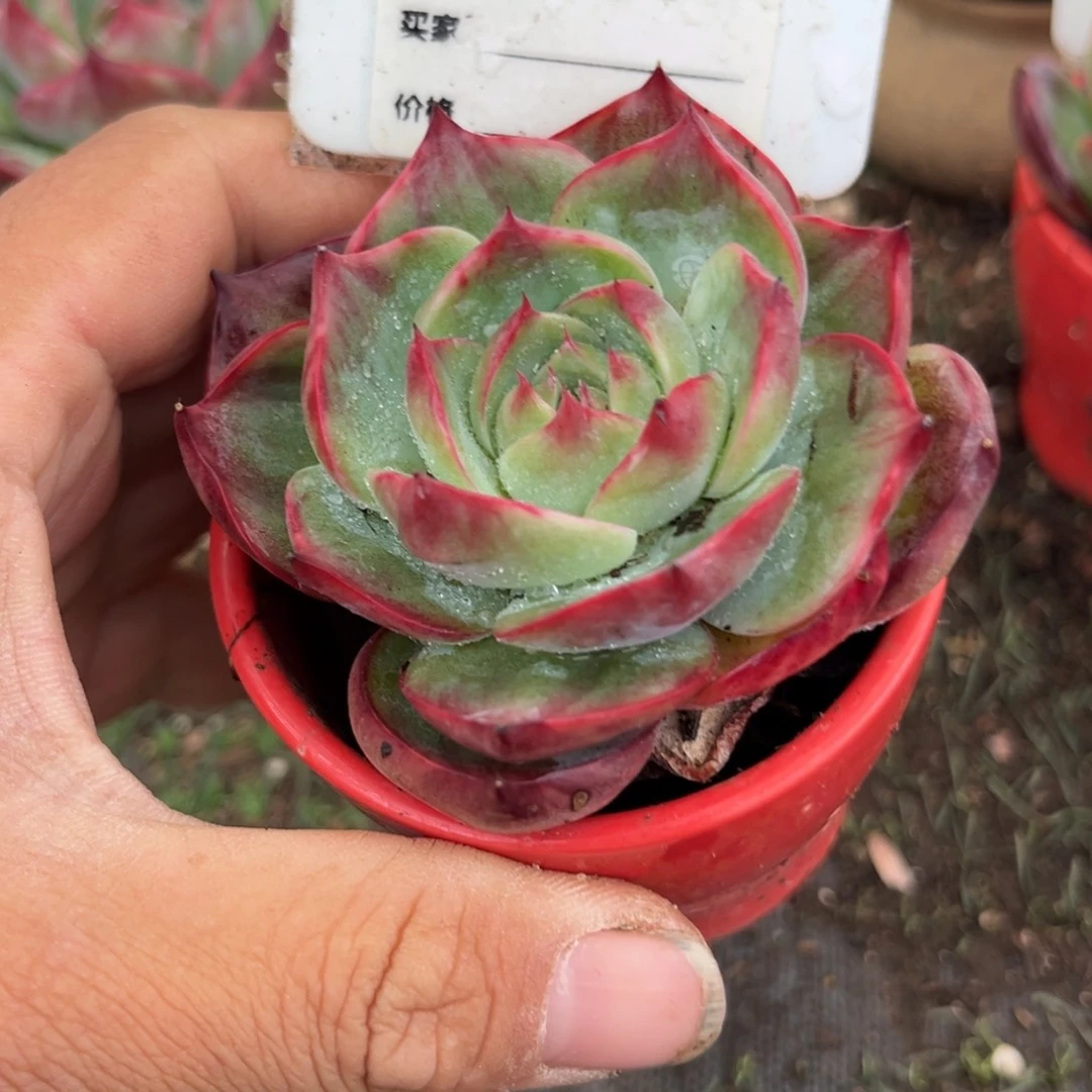 惊鸿一瞥783号多肉