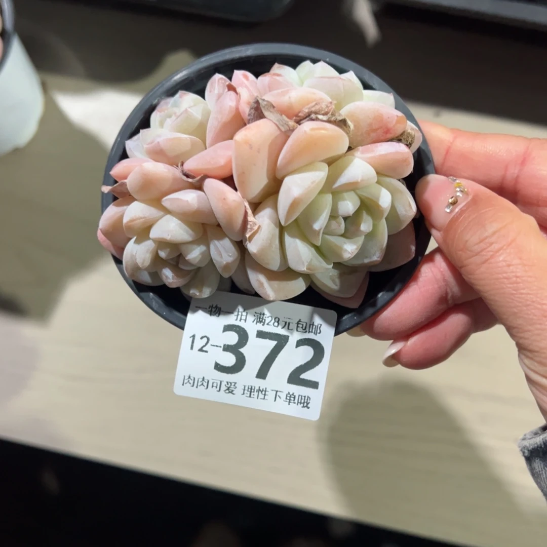 c****.冰玉，多肉多肉多肉