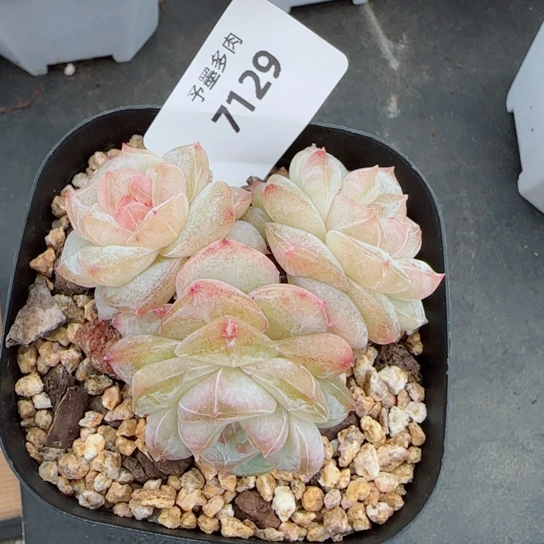 雨露泡泡，7129多肉植物