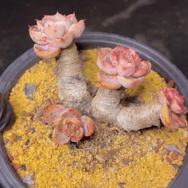 特价SP老桩孤品福利