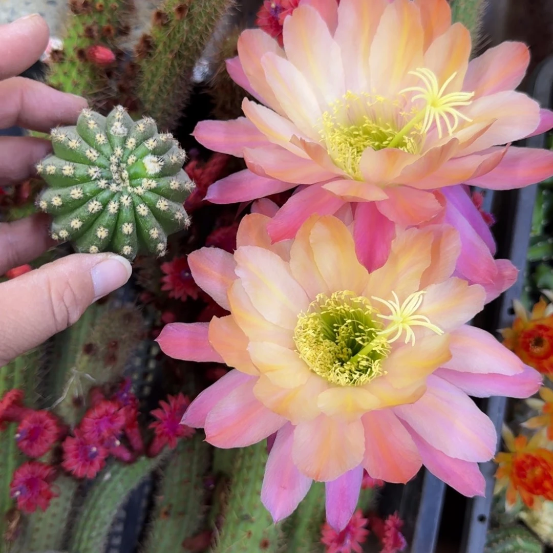 301毛花柱法三歪无根侧牙5公分左右，20包邮