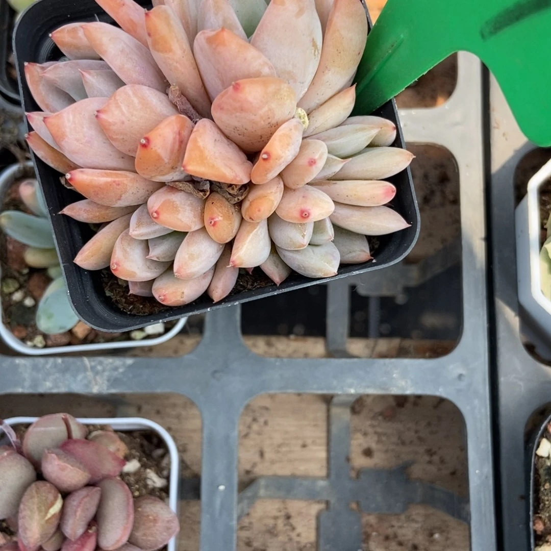 1041多肉植物保护研究所