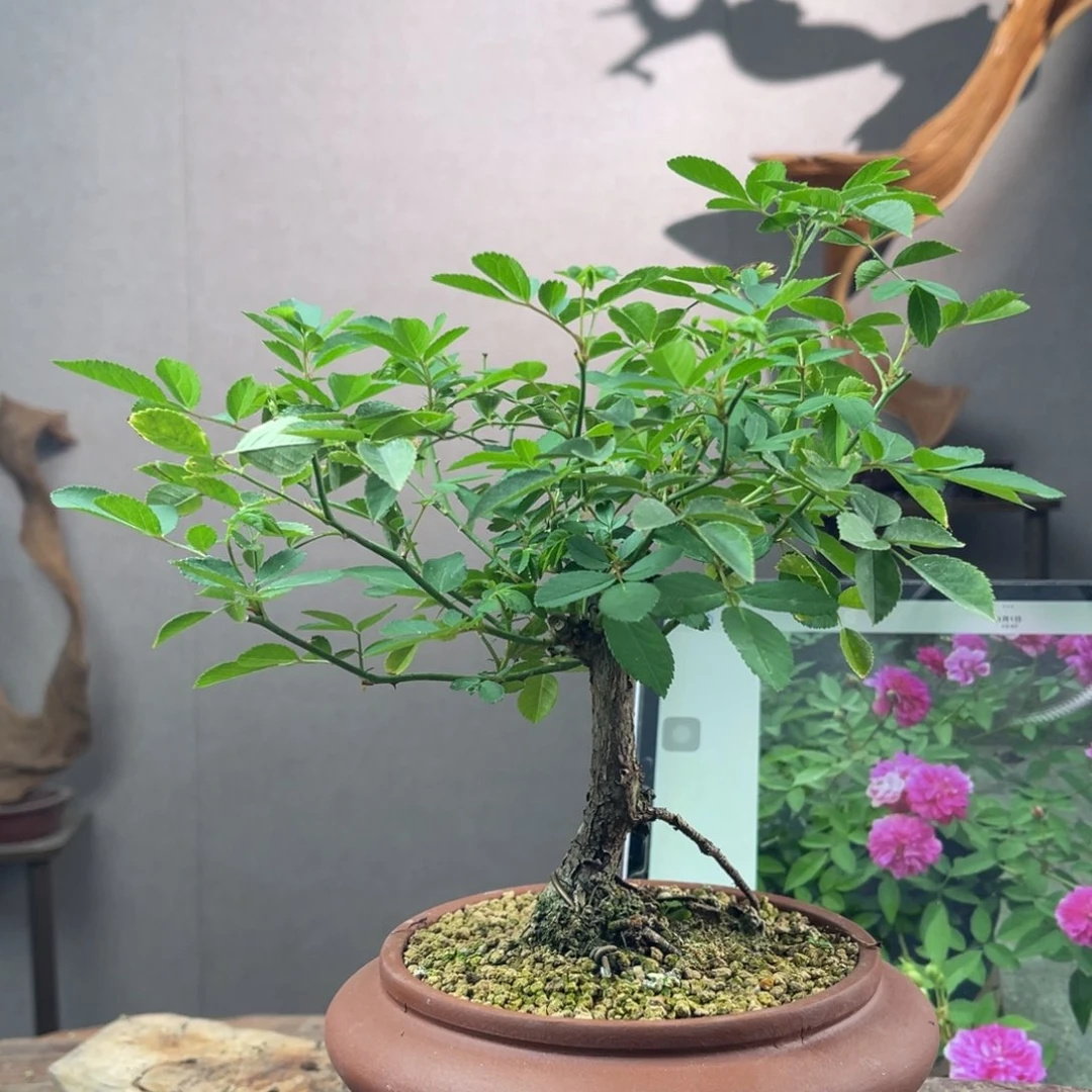 少量花朵（建议范围：2朵-5朵 或40%以下）小***丁