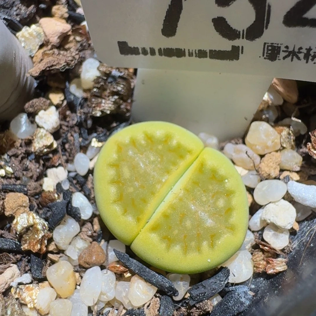 zzzzz精品生石花754