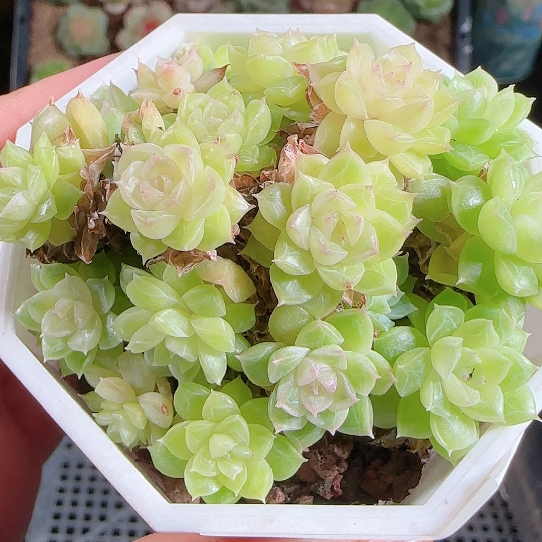 1101-246麦秆优选不包整