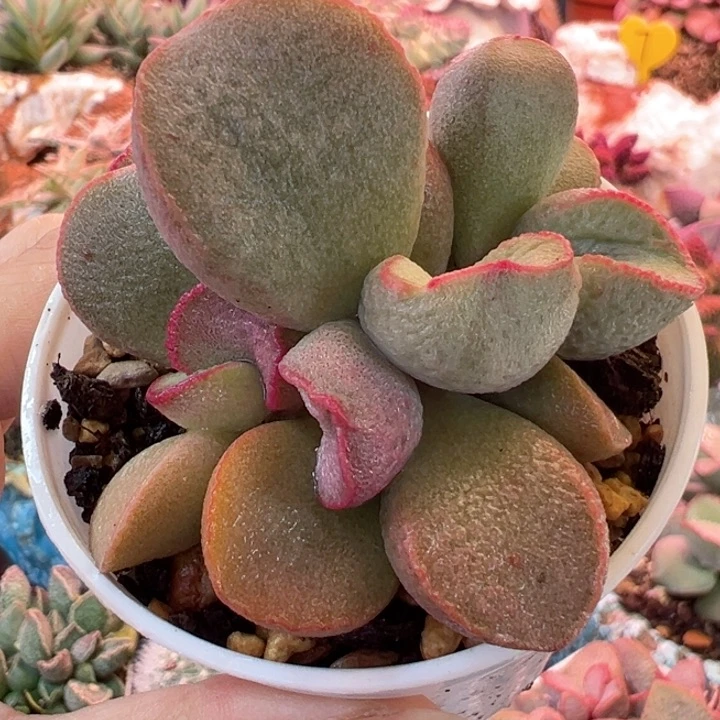 感谢支持一物一拍